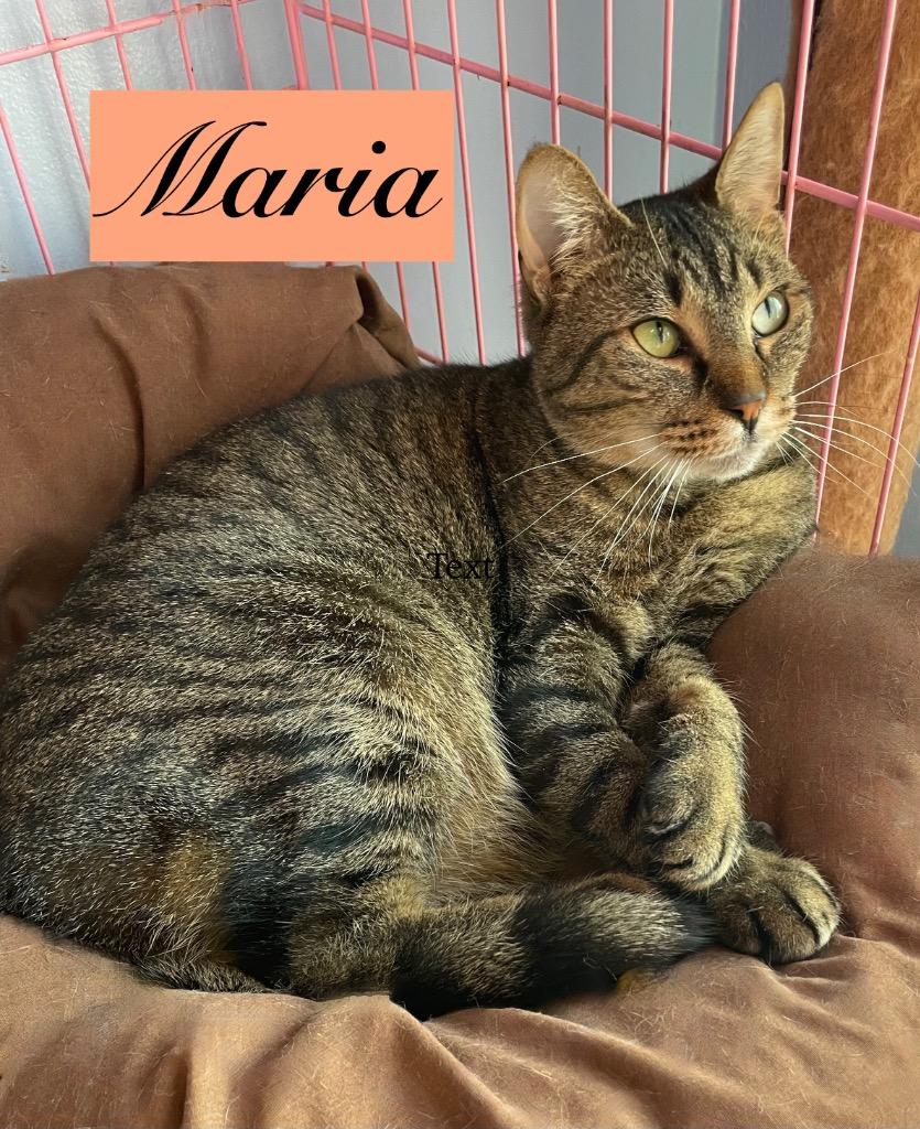 Maria, a Adoptable mixed breed in Westfield, NY image 3/3