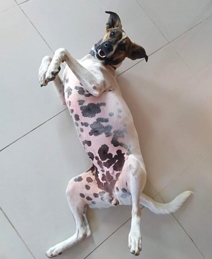 Enlarge LIMA, a ADOPTABLE mixed breed in Plattsmouth, NE image 1/1