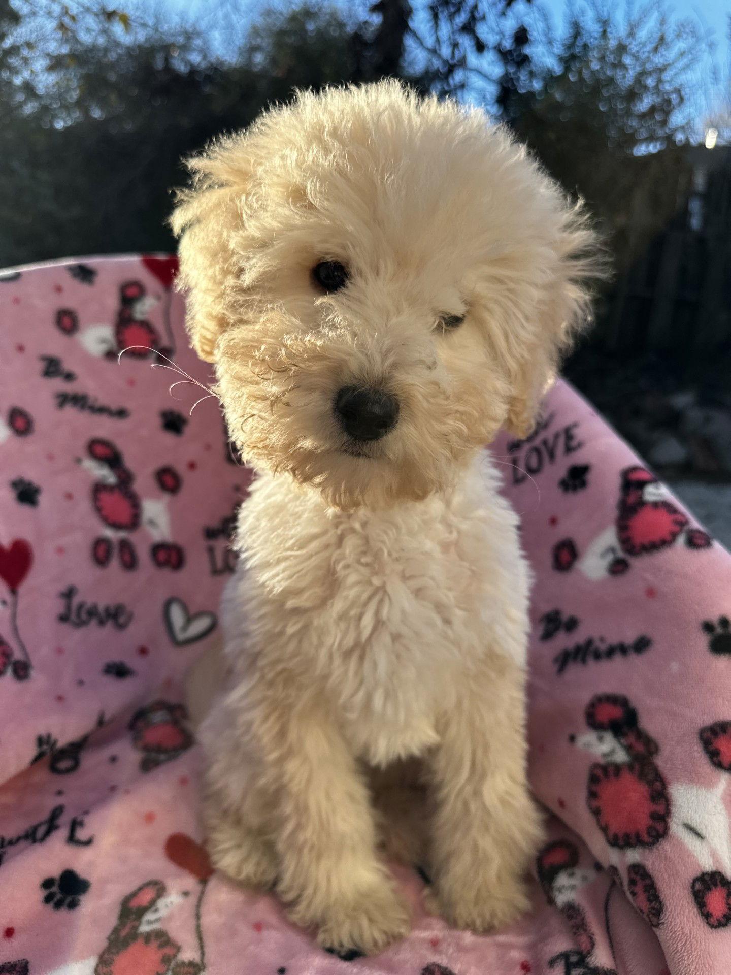 Sunflower Dec thumbnail 3