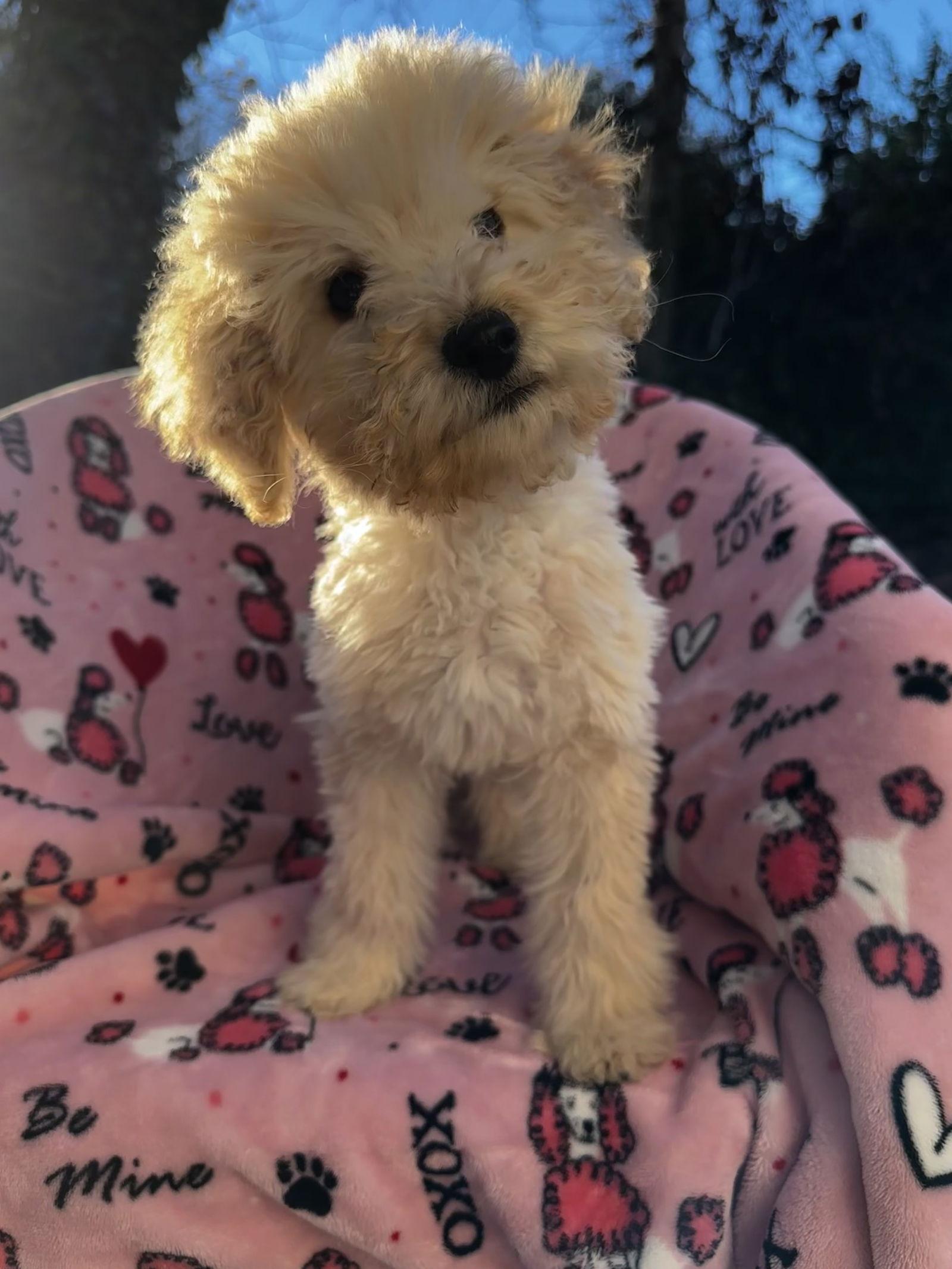 Sunflower Dec thumbnail 4