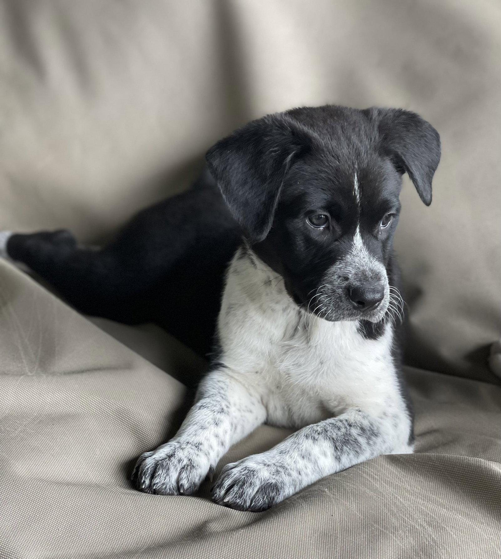 McKenzie, Adoptable, Puppy Female Black Labrador Retriever & Border Collie.