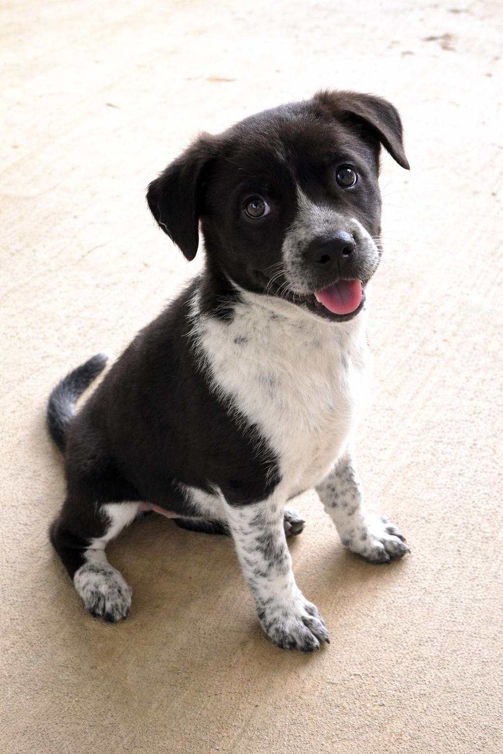 Enlarge McKenzie, a Adoptable mixed breed in Dallas, TX image 2/3