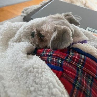 Prince-in foster- $199