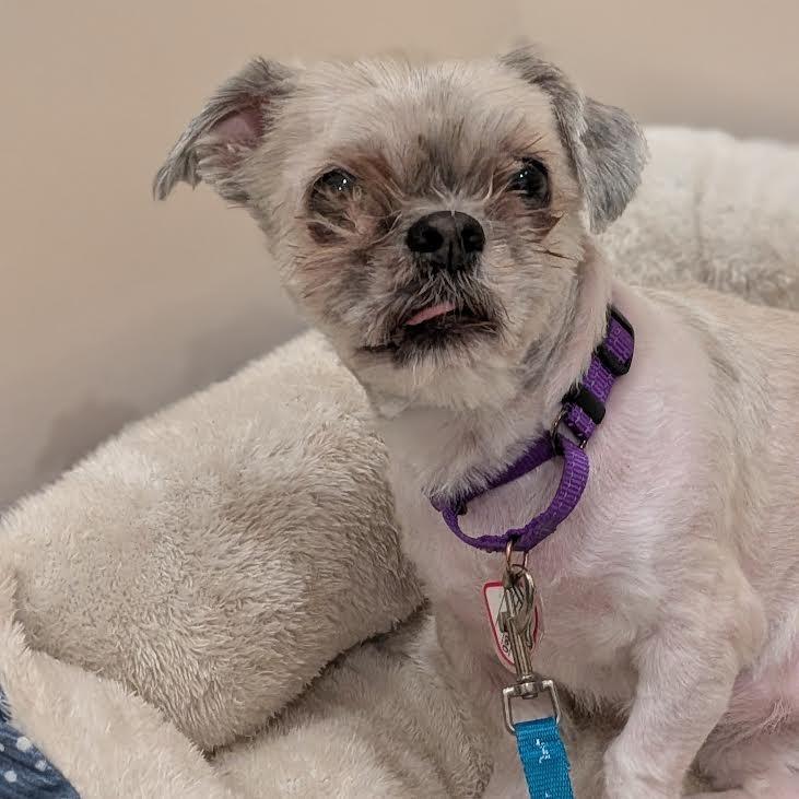 Prince-in foster- $199 — thumbnail 2