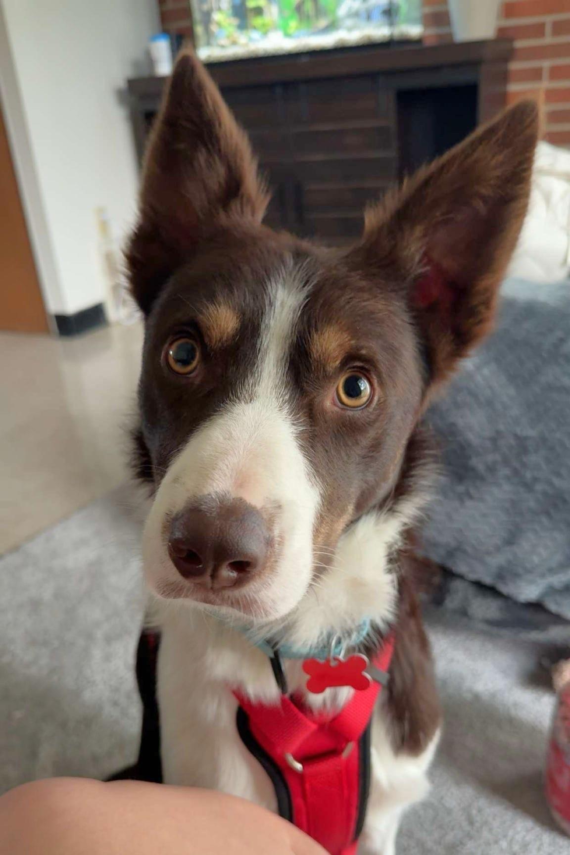Sam - adopted!, adopted, Young Male Border Collie.