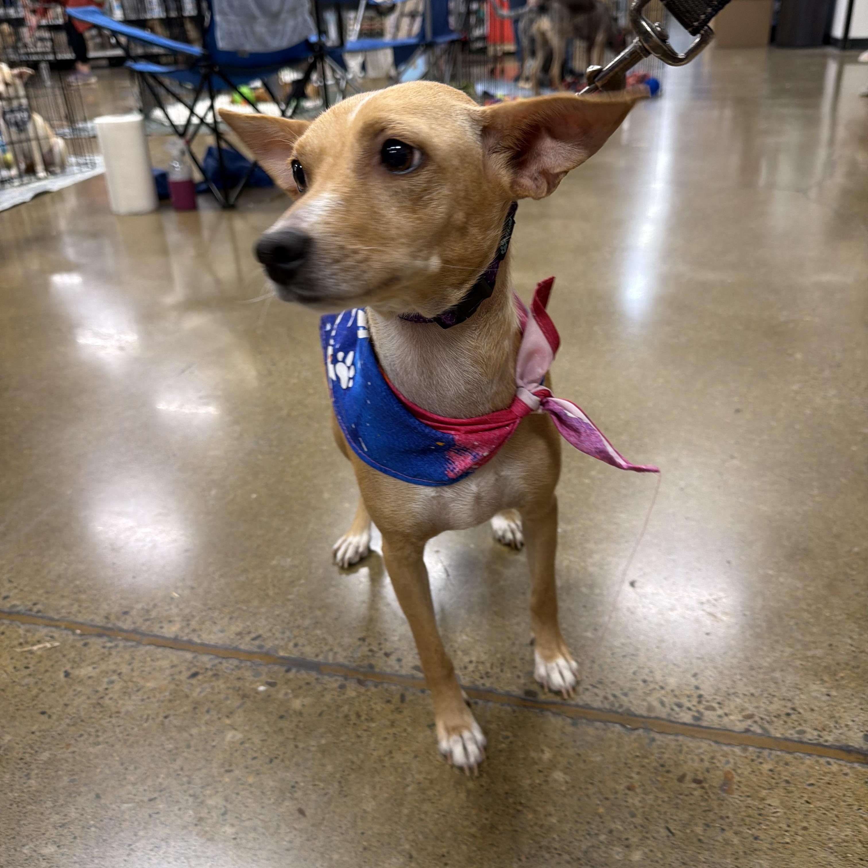 Enlarge Caroline, a Adopted mixed breed in Eugene, OR image 4/5