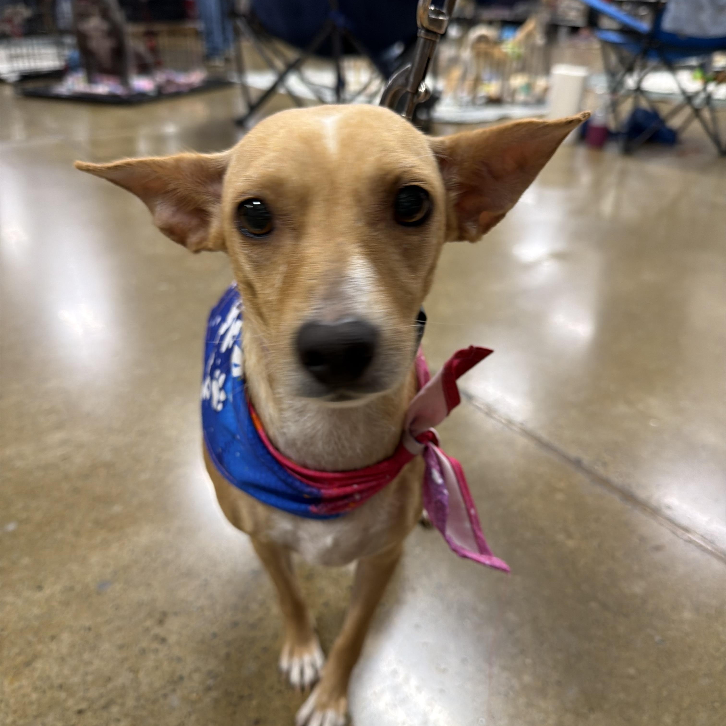 Caroline, Adopted, Adult Female Chihuahua.