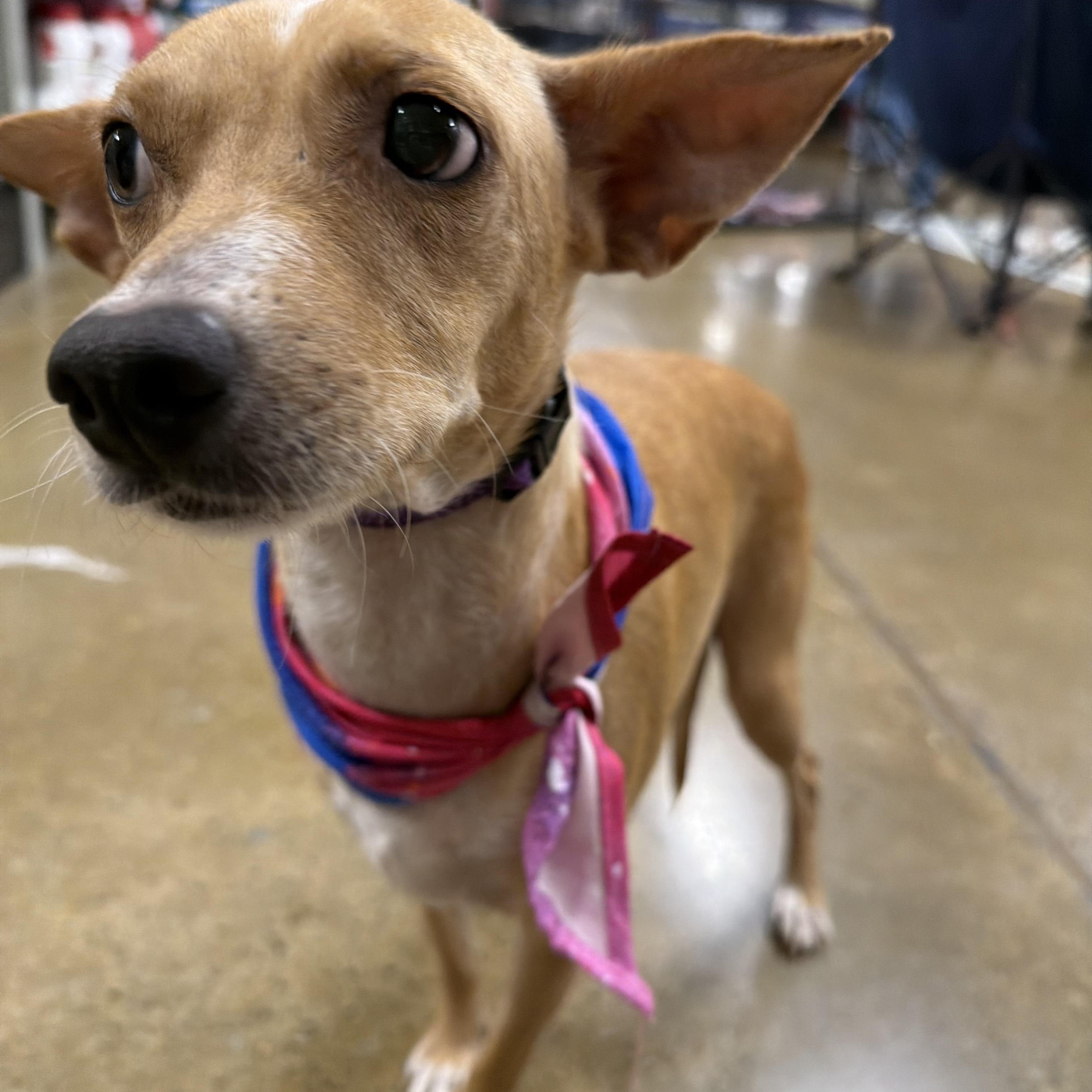Enlarge Caroline, a Adopted mixed breed in Eugene, OR image 3/5