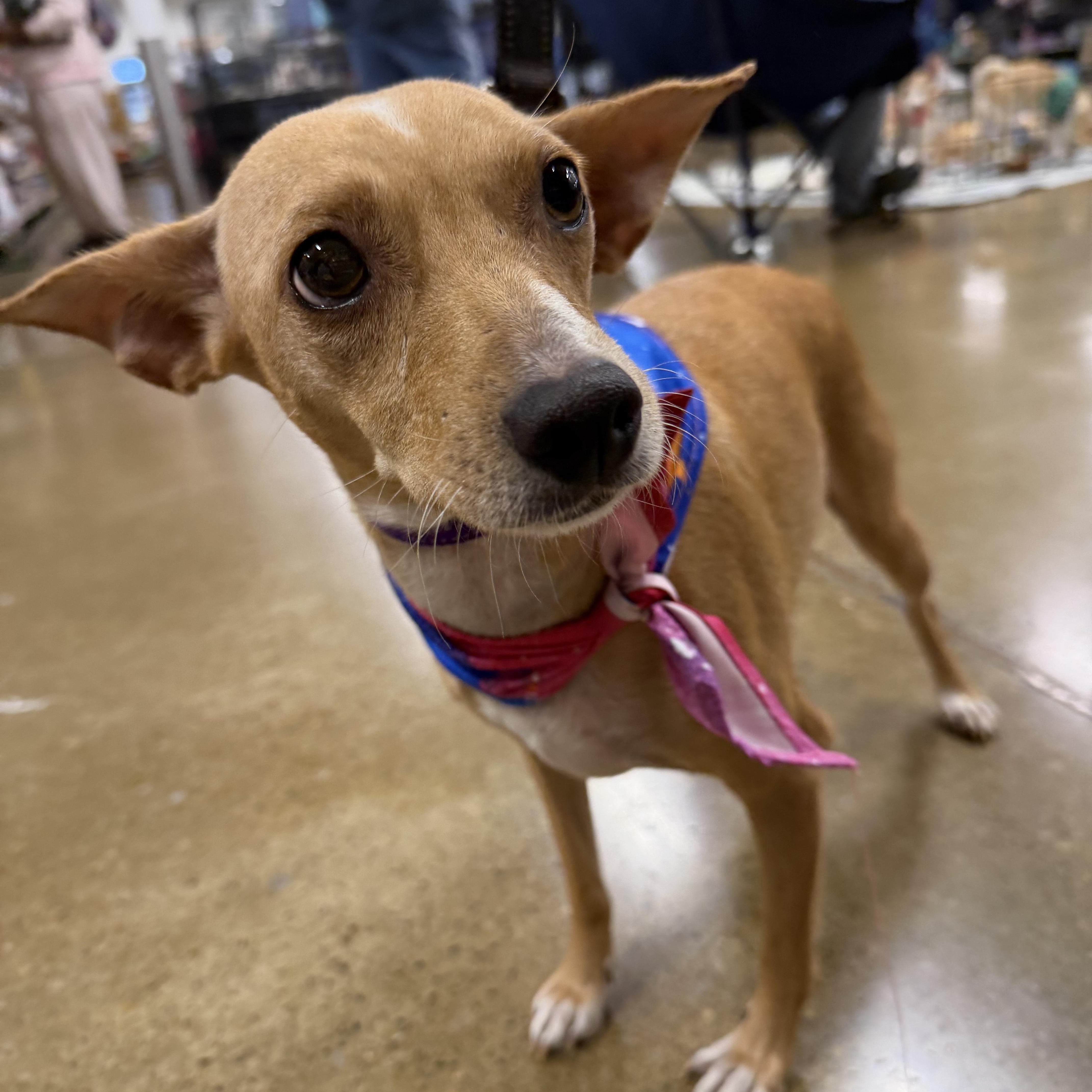 Enlarge Caroline, a Adopted mixed breed in Eugene, OR image 5/5