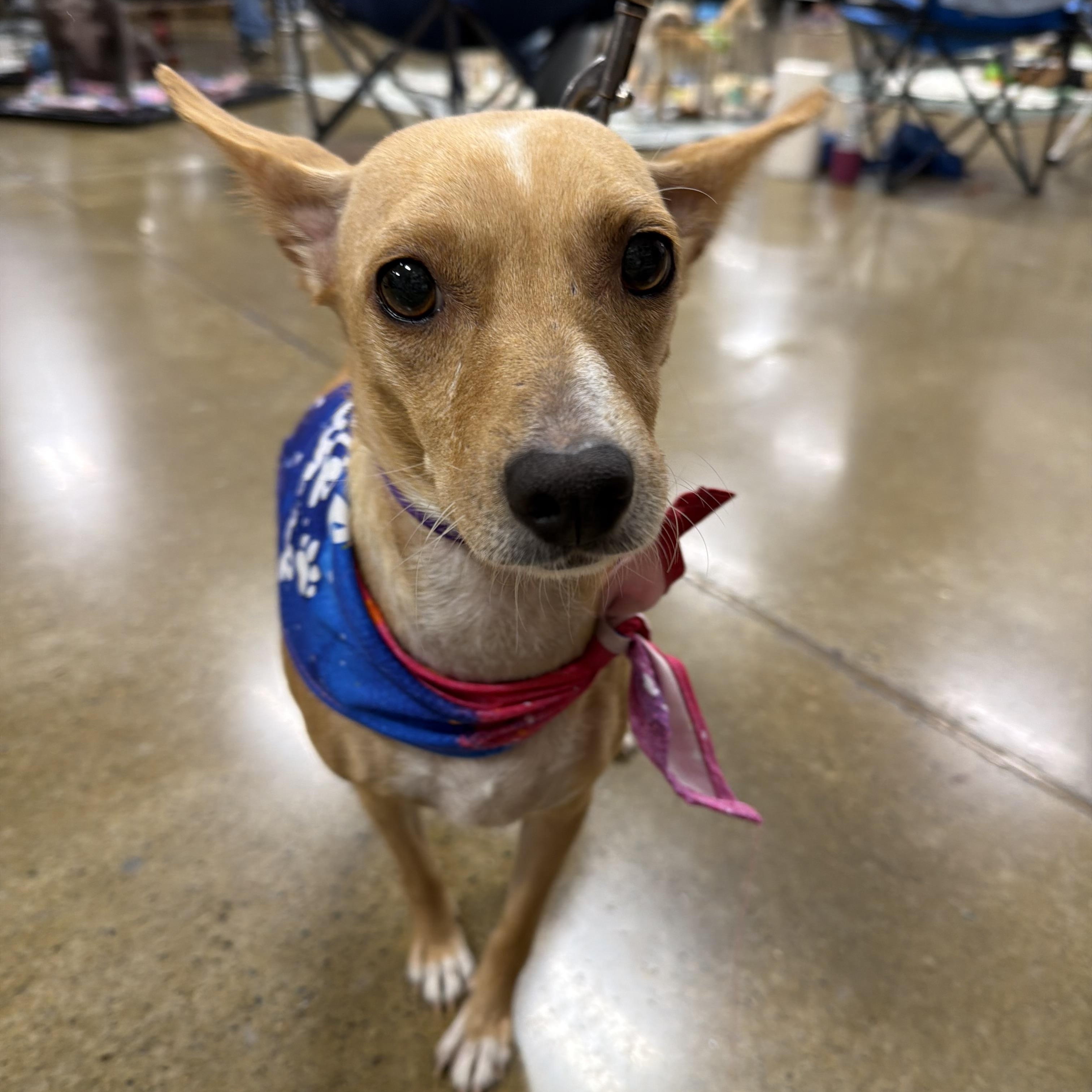 Enlarge Caroline, a Adopted mixed breed in Eugene, OR image 2/5