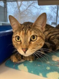 Enlarge Shirley, a Adoptable Domestic Short Hair in Mustang, OK image 1/1