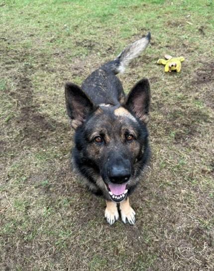 Maverick, Adoptable, Adult Male German Shepherd Dog.