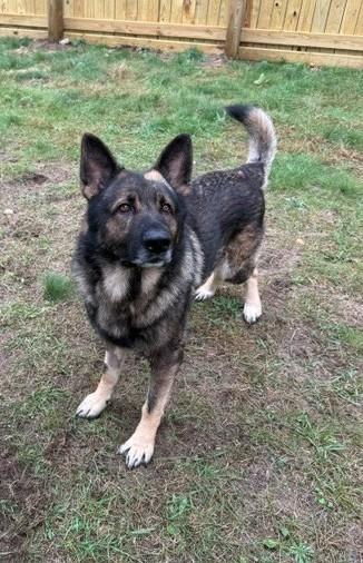 Enlarge Maverick, a Adoptable German Shepherd Dog in Bellaire, MI image 2/3