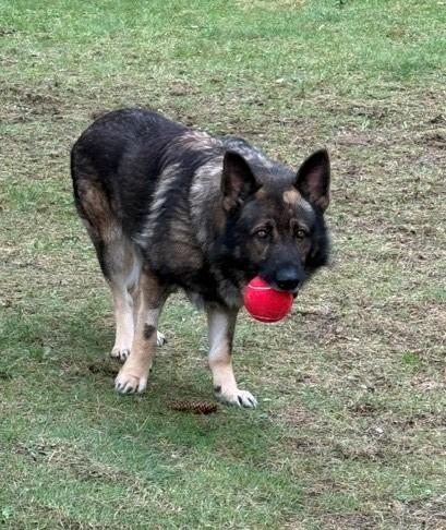 Enlarge Maverick, a Adoptable German Shepherd Dog in Bellaire, MI image 3/3