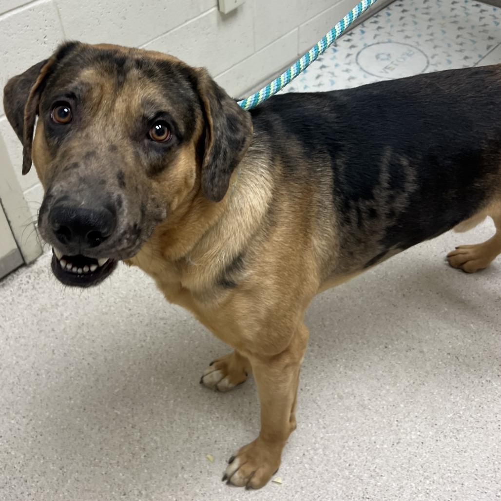 Enlarge Gilligan, a Adoptable Mixed Breed in Murray, UT image 1/3