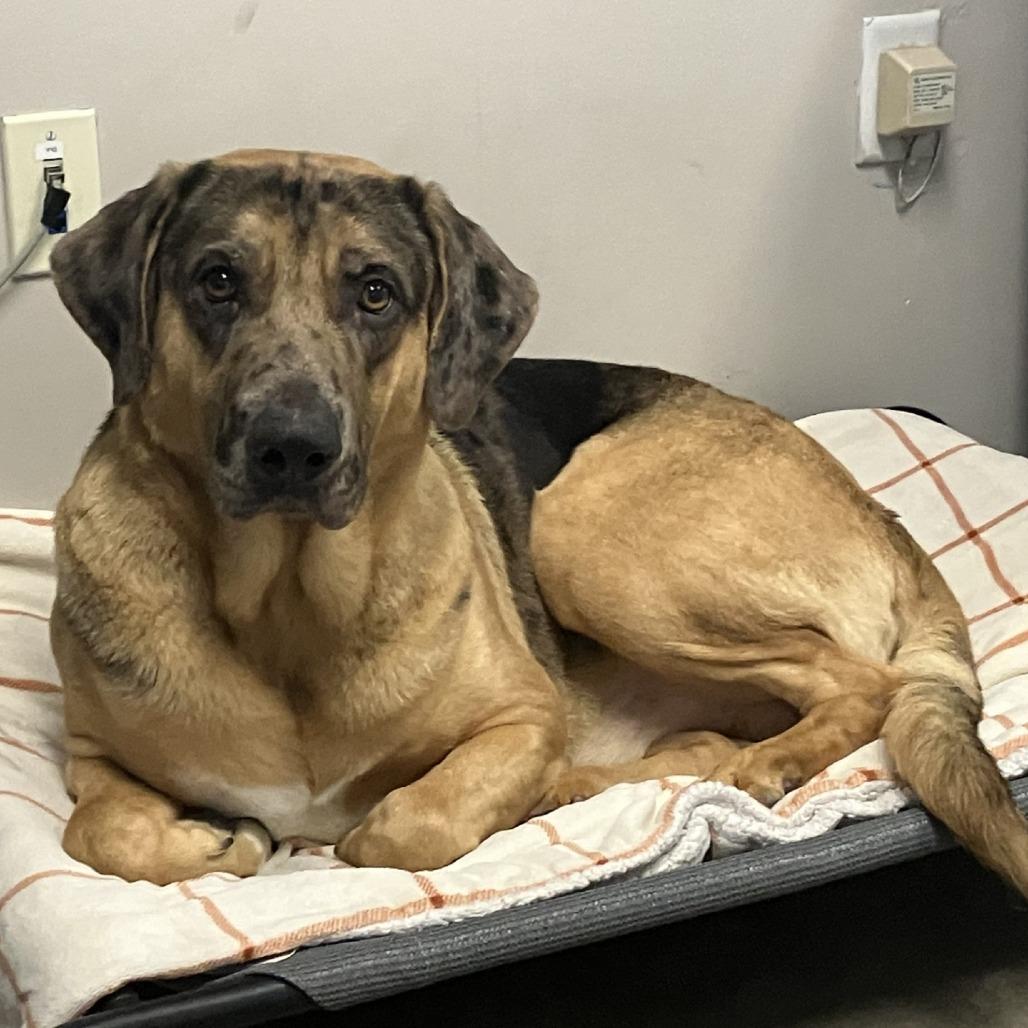 Enlarge Gilligan, a Adoptable Mixed Breed in Murray, UT image 2/3