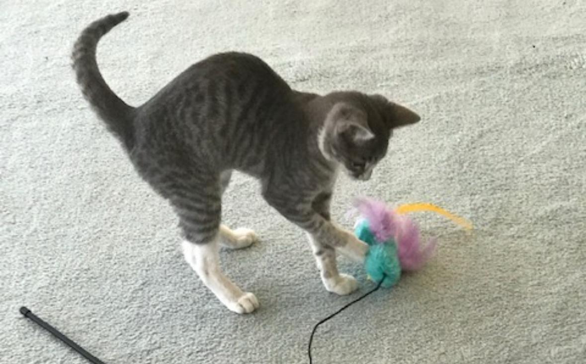 Enlarge Bootsie, a Adoptable Domestic Short Hair in Murrieta, CA image 2/2