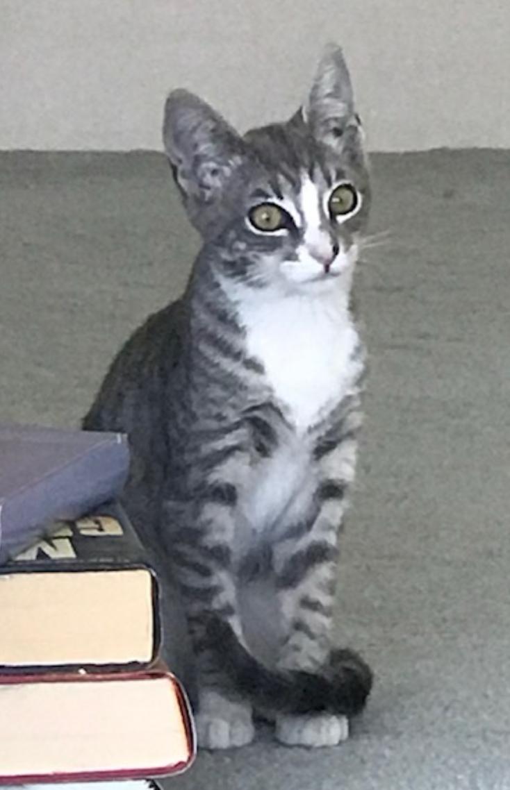 Enlarge Bootsie, a Adoptable Domestic Short Hair in Murrieta, CA image 1/2