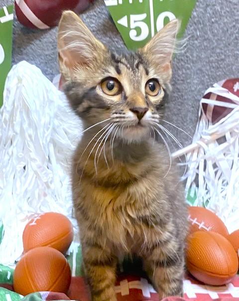 KIKI THE FLUFFSTER!