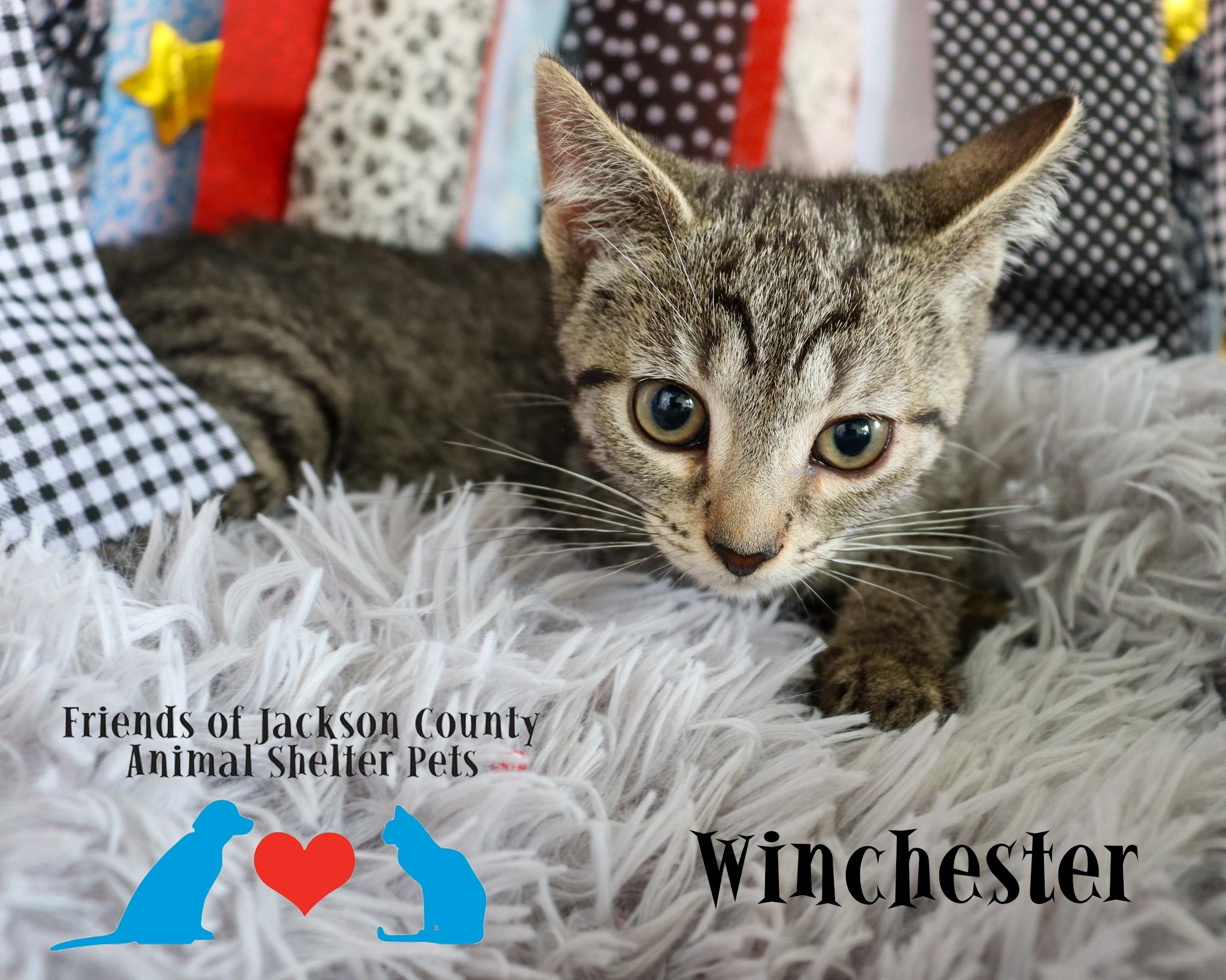 Enlarge Winchester, a ADOPTABLE Domestic Short Hair in Ocean Springs, MS image 2/3