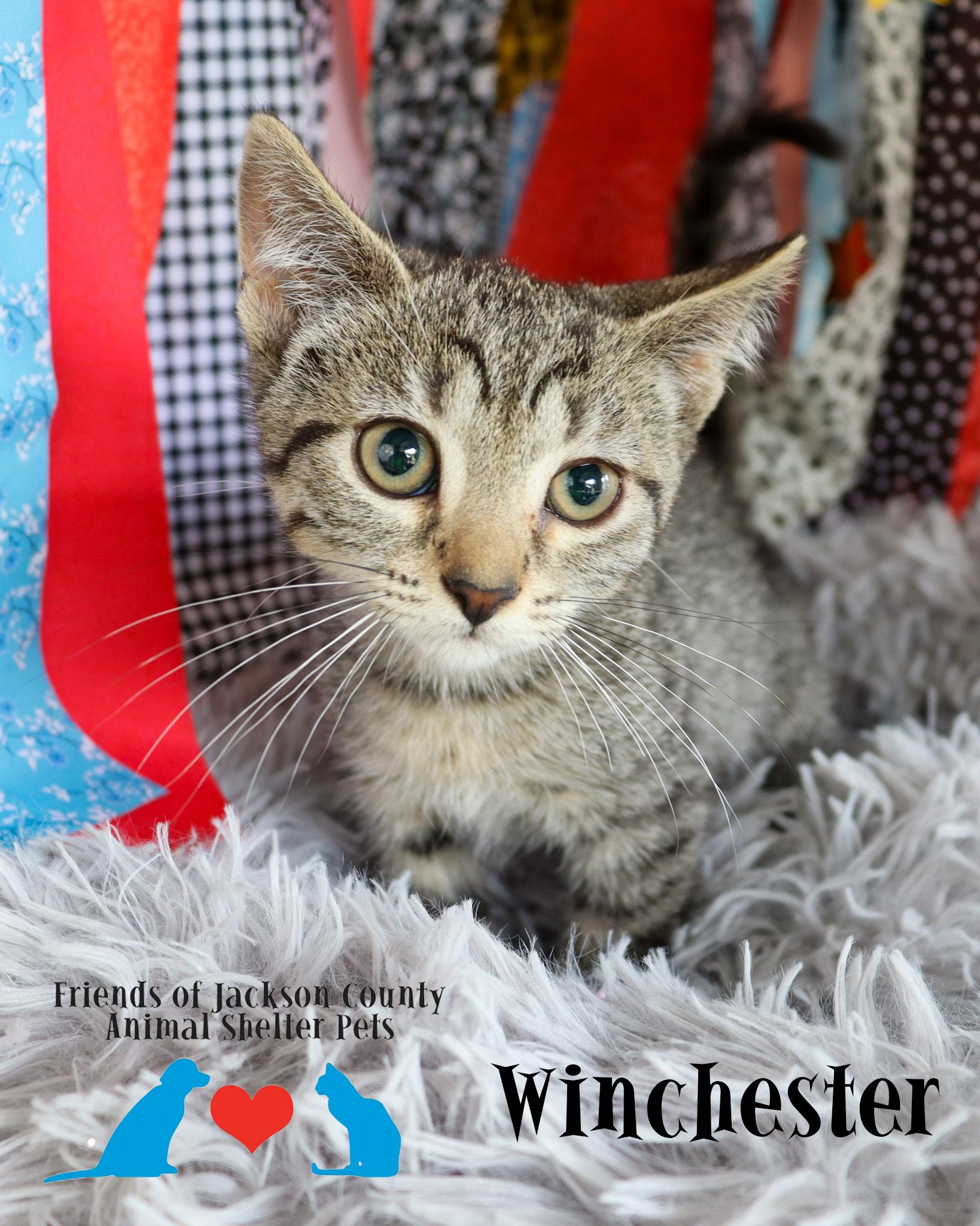 Enlarge Winchester, a ADOPTABLE Domestic Short Hair in Ocean Springs, MS image 1/3