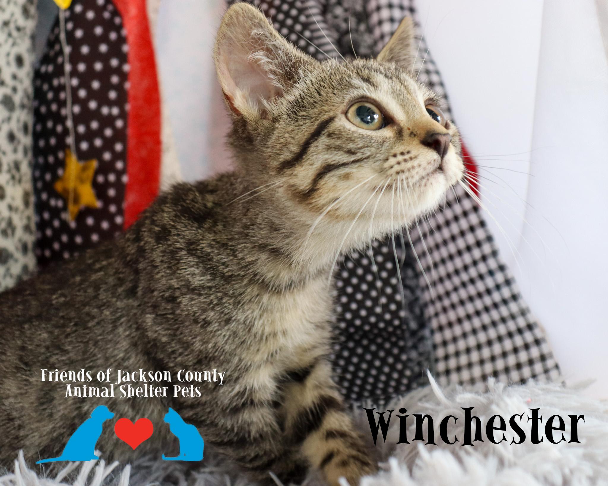 Enlarge Winchester, a ADOPTABLE Domestic Short Hair in Ocean Springs, MS image 3/3