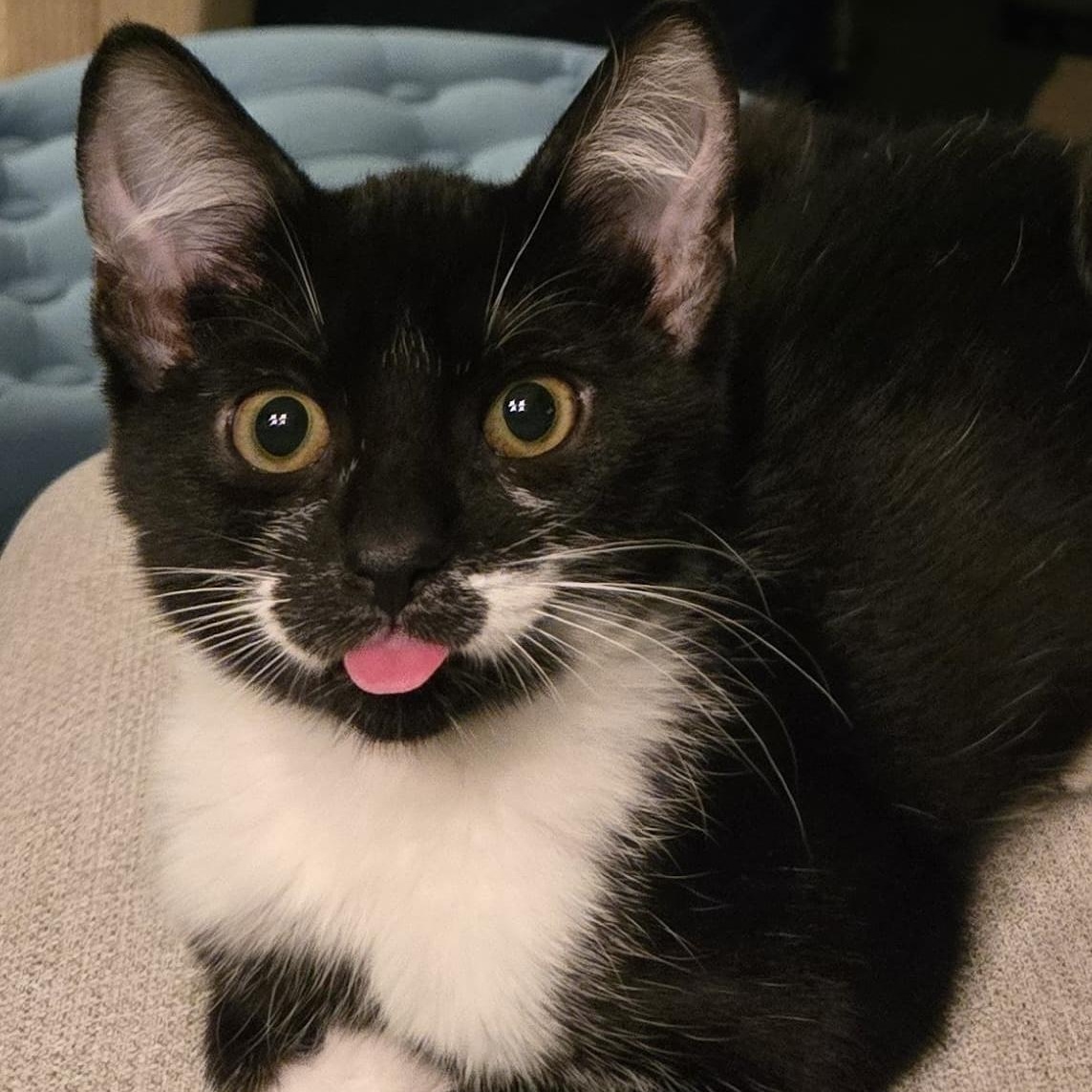 Enlarge Cookie (bonded with Oreo), a ADOPTABLE mixed breed in Chicago, IL image 3/4