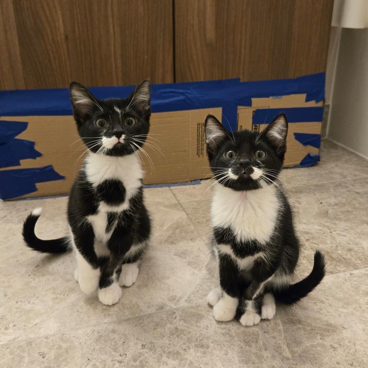 Enlarge Cookie (bonded with Oreo), a ADOPTABLE mixed breed in Chicago, IL image 4/4