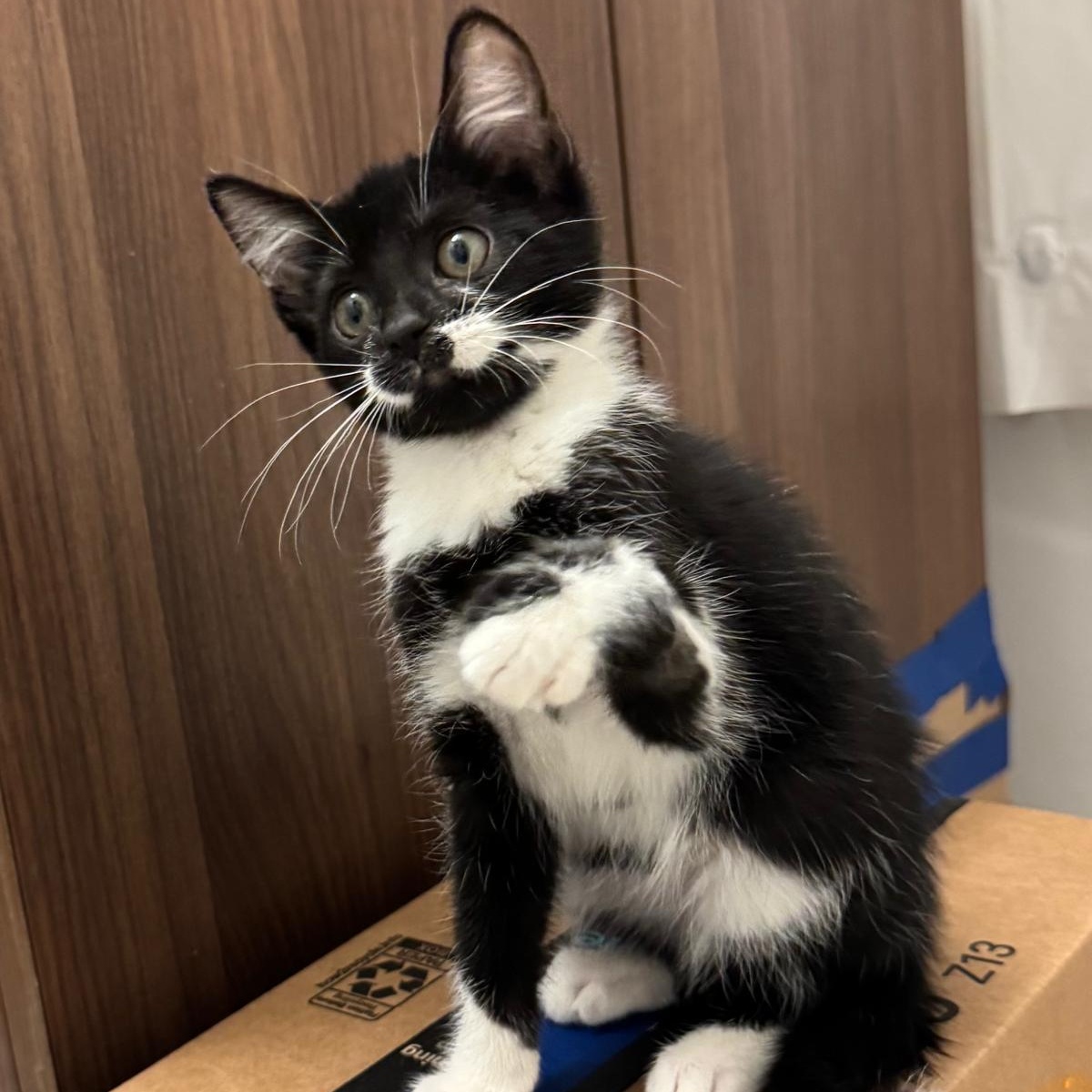 Enlarge Cookie (bonded with Oreo), a ADOPTABLE mixed breed in Chicago, IL image 1/4