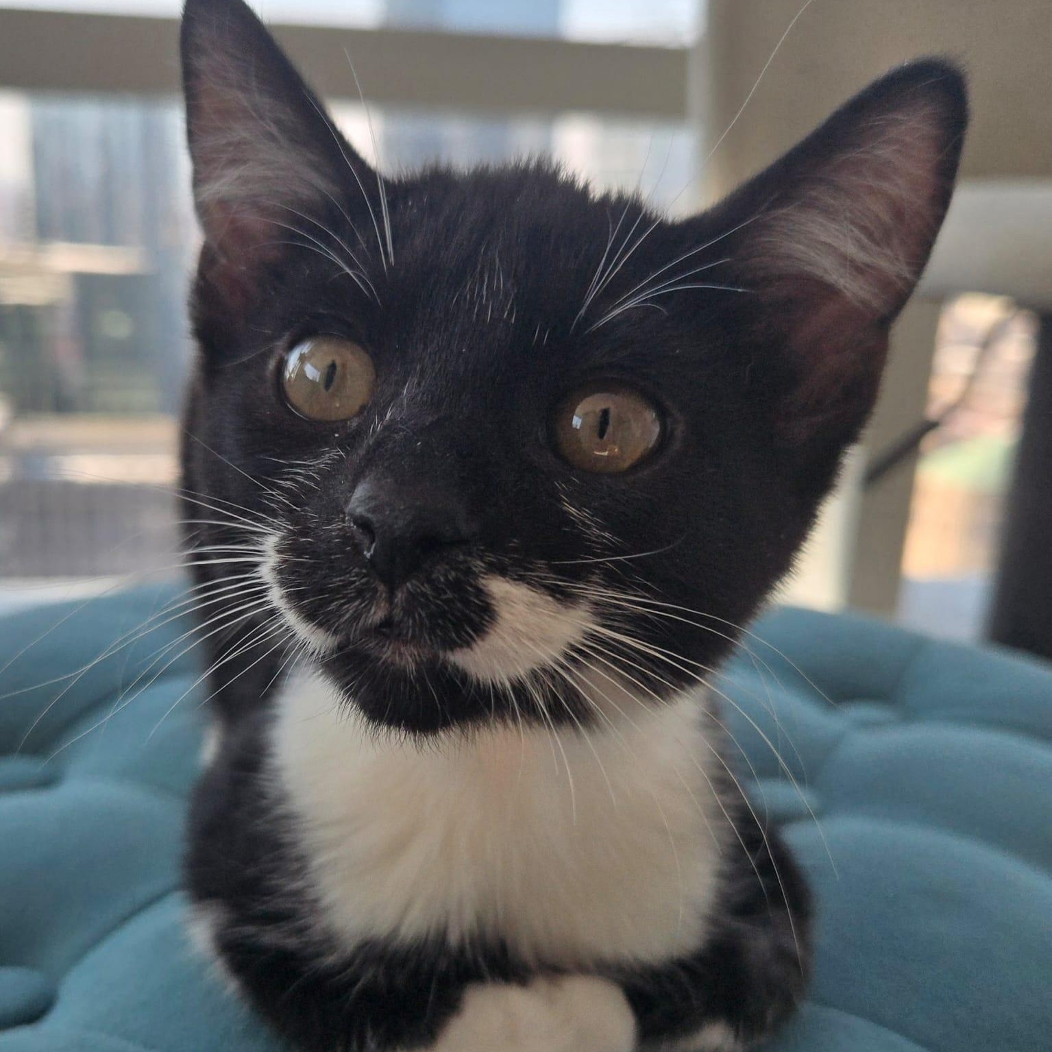 Enlarge Cookie (bonded with Oreo), a ADOPTABLE mixed breed in Chicago, IL image 2/4