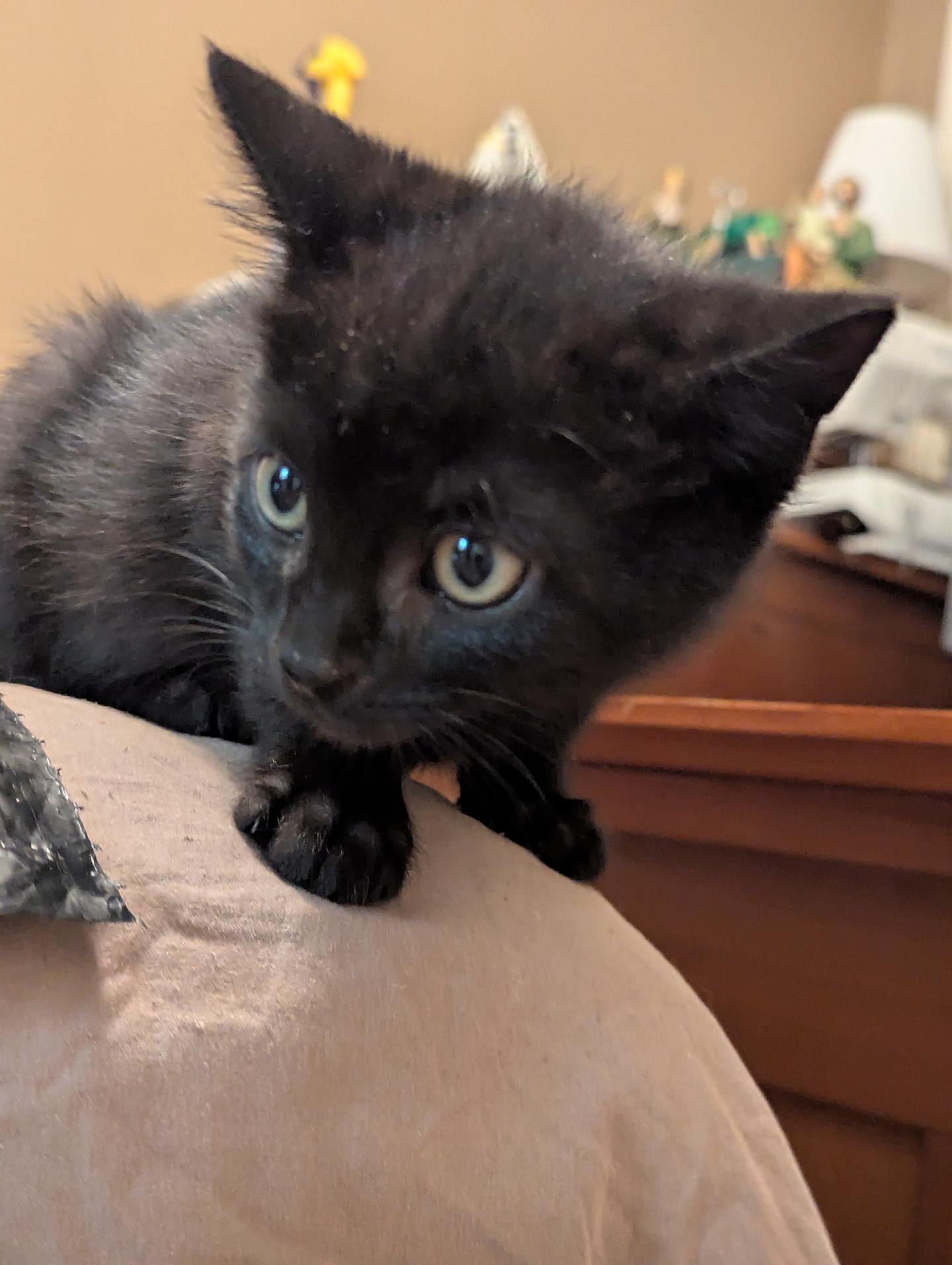 Houdini Kleschick, adopted, Kitten Male Domestic Short Hair.