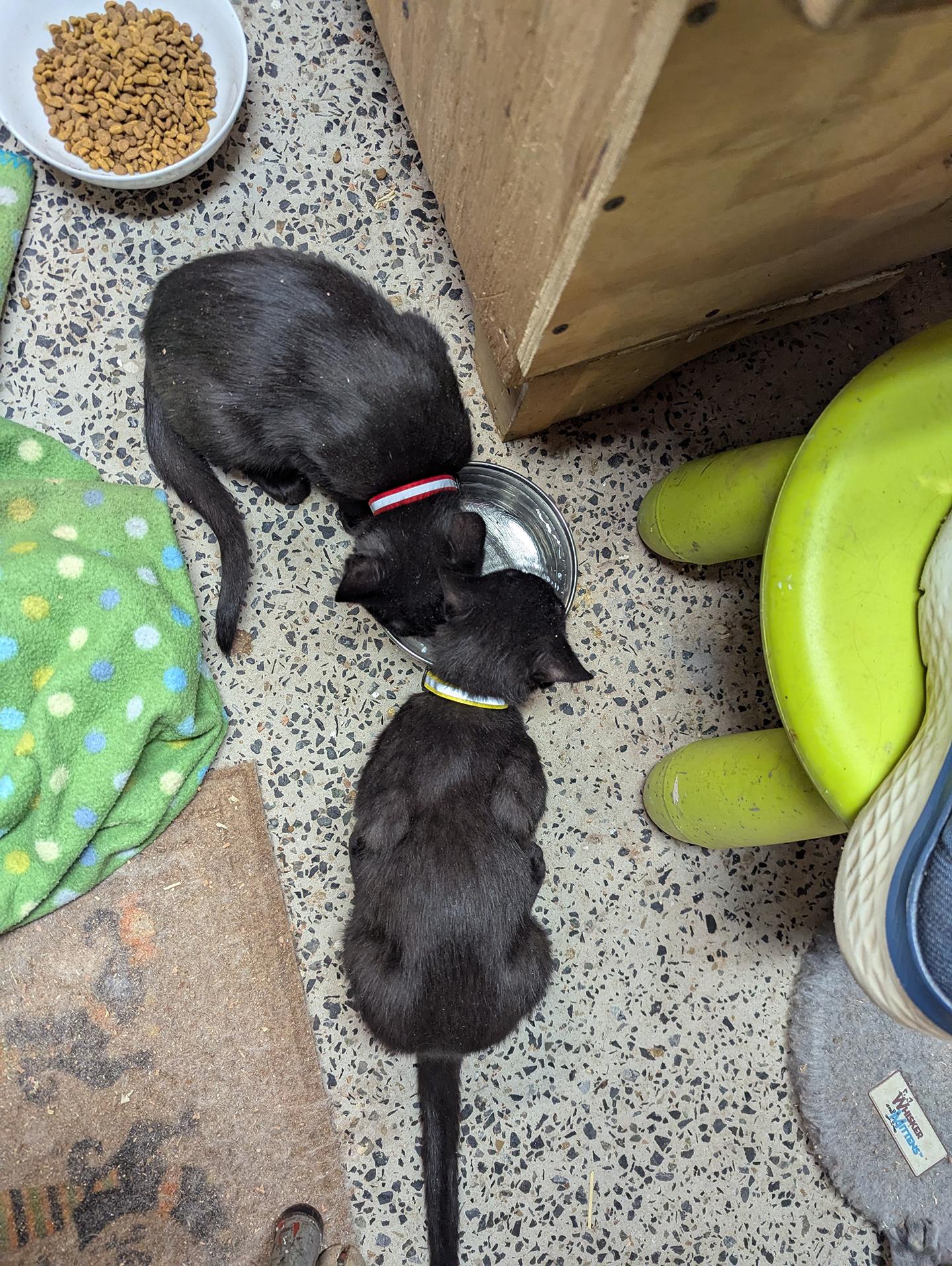 Enlarge Houdini Kleschick, an adopted Domestic Short Hair in Philadelphia, PA image 4/5