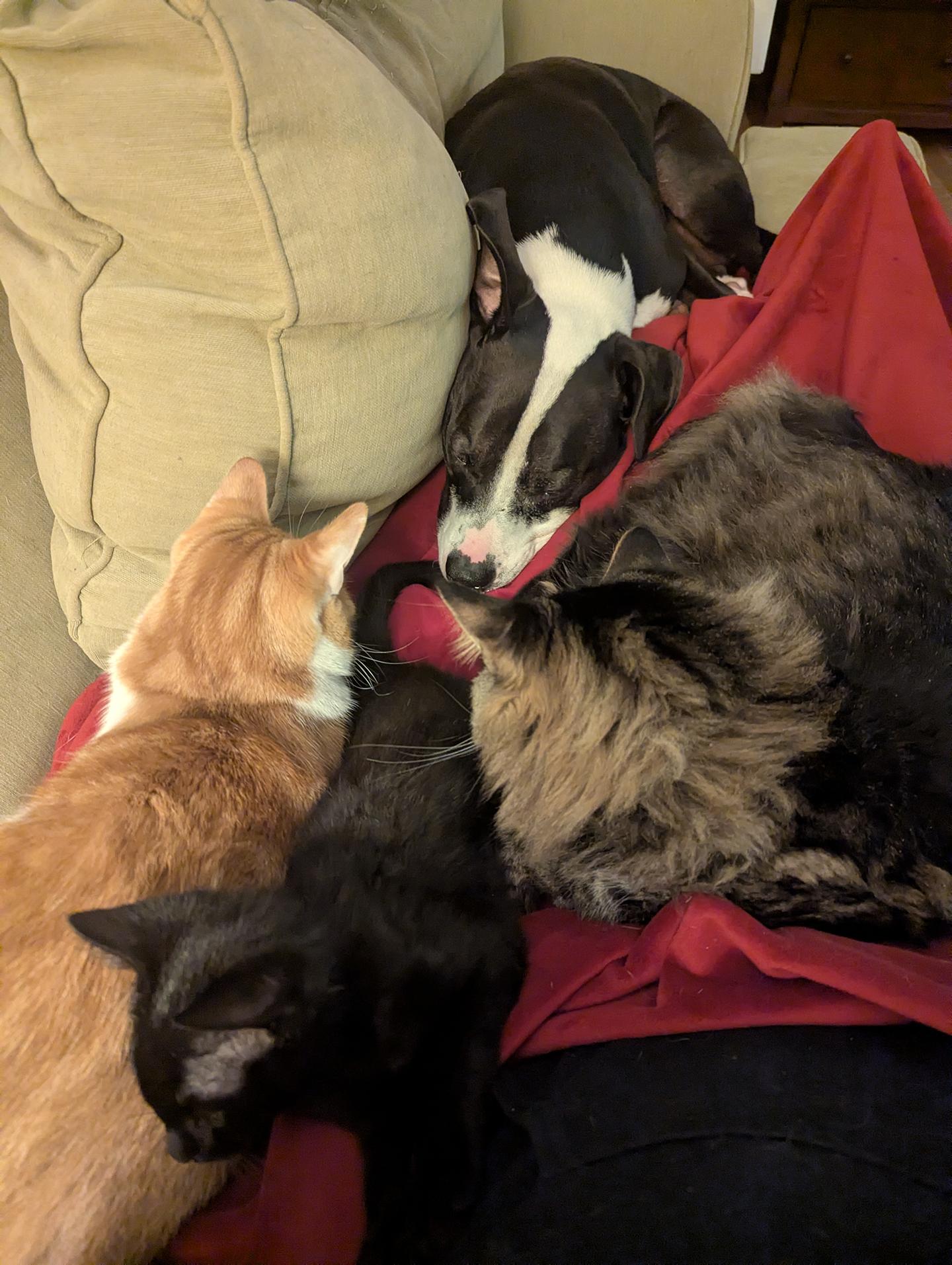 Enlarge Houdini Kleschick, an adopted Domestic Short Hair in Philadelphia, PA image 5/5