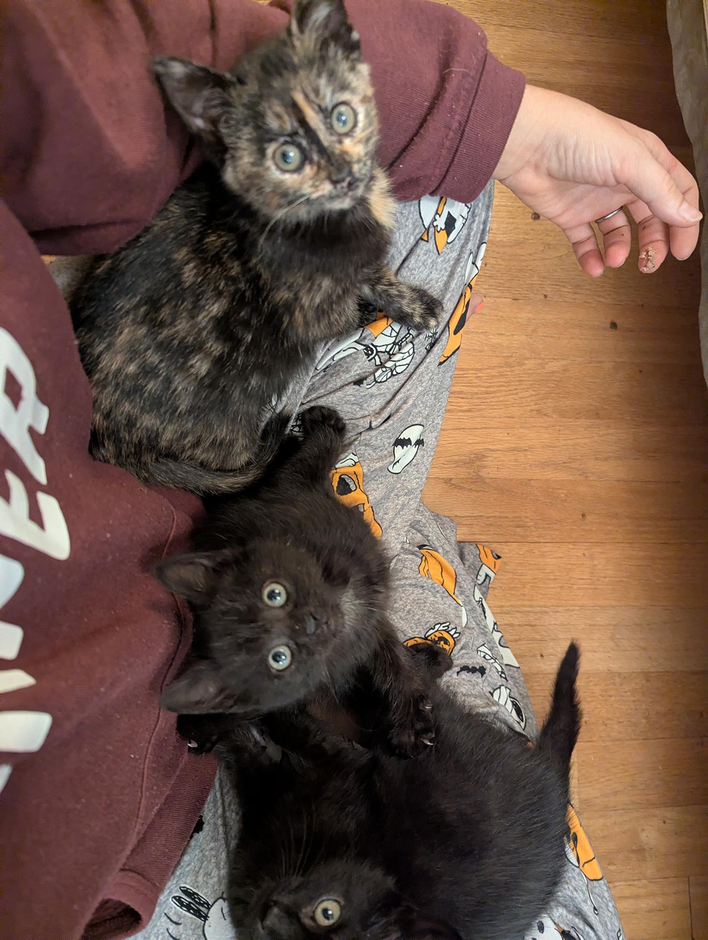 Enlarge Houdini Kleschick, an adopted Domestic Short Hair in Philadelphia, PA image 2/5