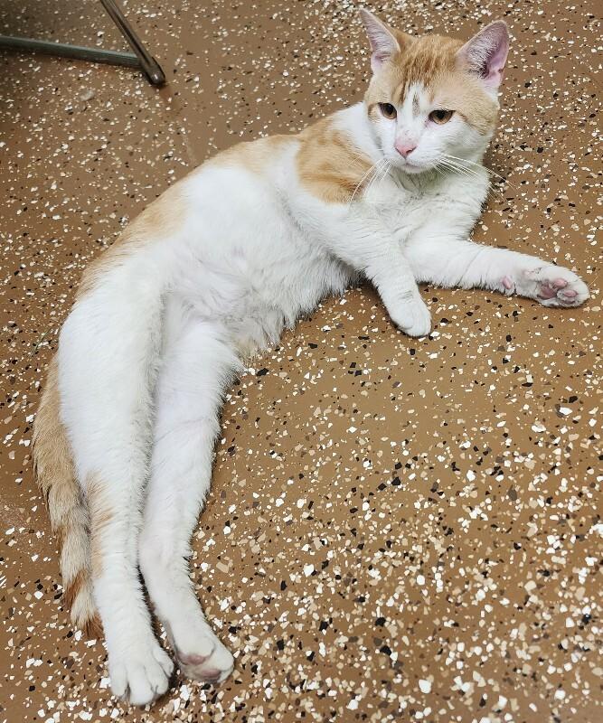 Posada, Adoptable, Adult Male Domestic Short Hair.