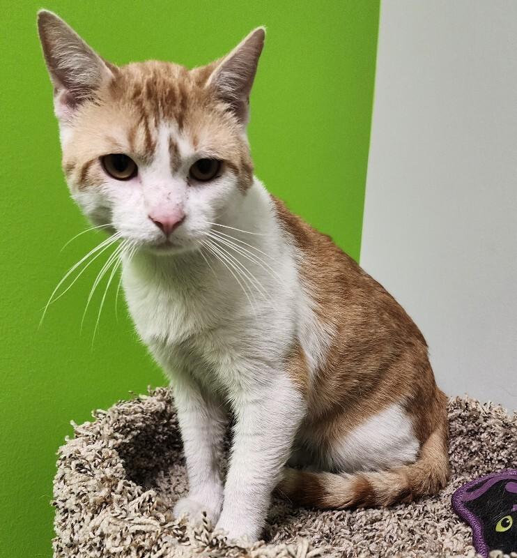 Enlarge Posada, a Adoptable Domestic Short Hair in Jackson, TN image 2/5