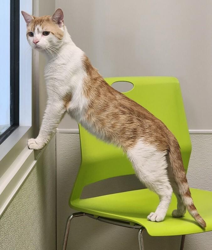 Enlarge Posada, a Adoptable Domestic Short Hair in Jackson, TN image 3/5