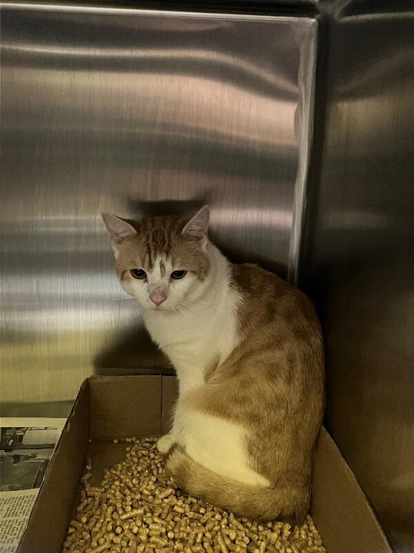 Enlarge Posada, a Adoptable Domestic Short Hair in Jackson, TN image 4/5