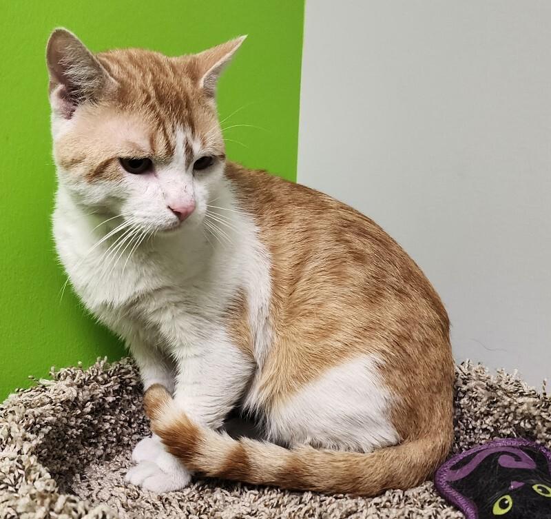 Enlarge Posada, a Adoptable Domestic Short Hair in Jackson, TN image 5/5