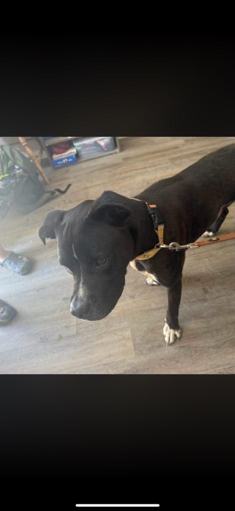 Bane, Adoptable, Young Male Pit Bull Terrier.