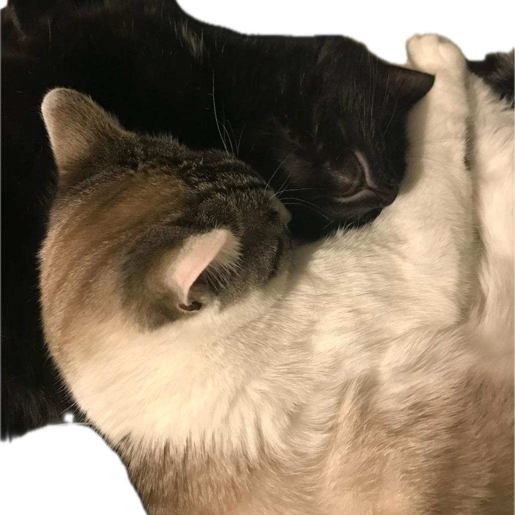 Enlarge Leo, a Adoptable Domestic Short Hair in Saratoga Springs, NY image 1/2