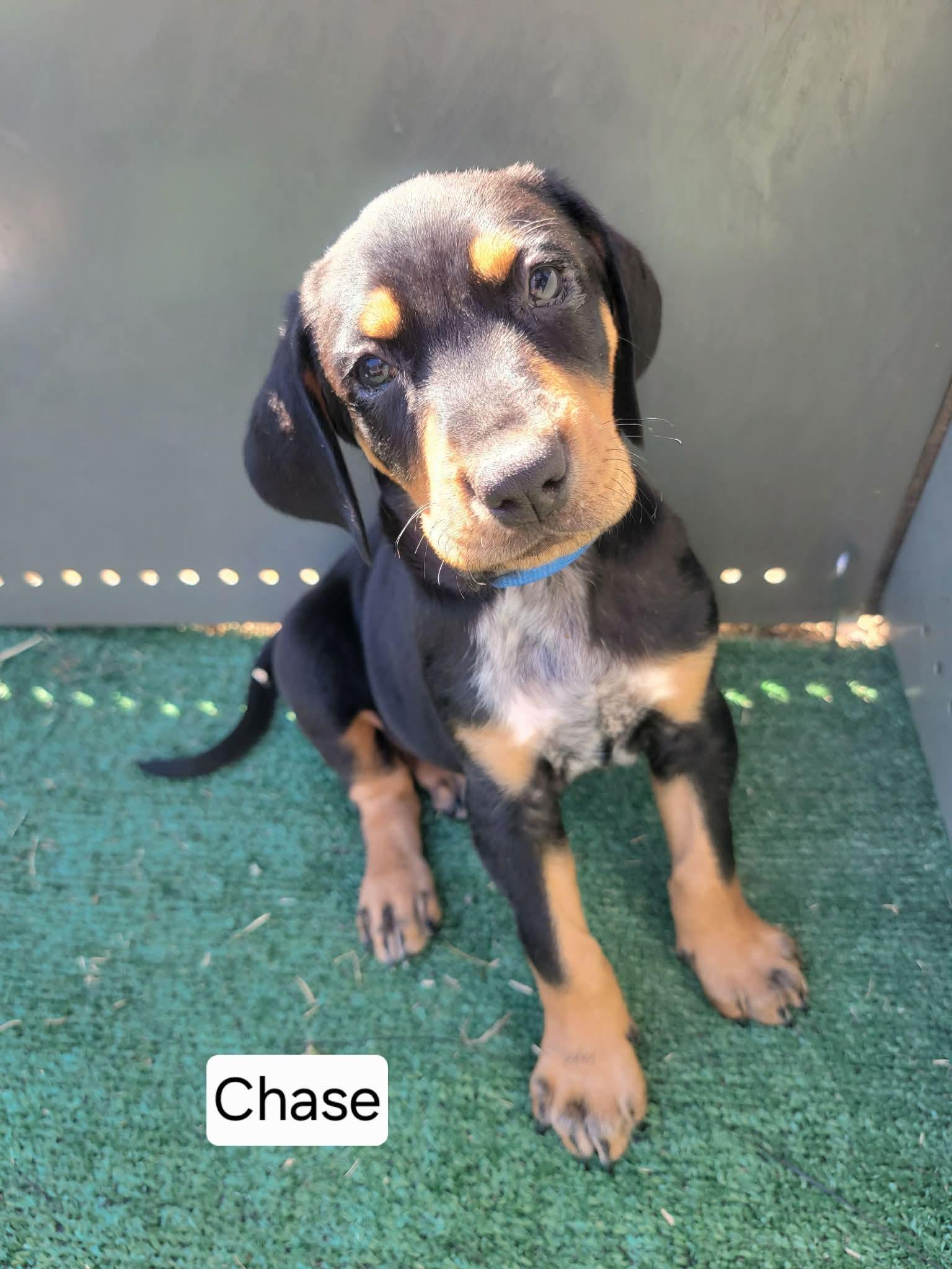 Enlarge Chase, a Adoptable mixed breed in Minneapolis, MN image 1/3