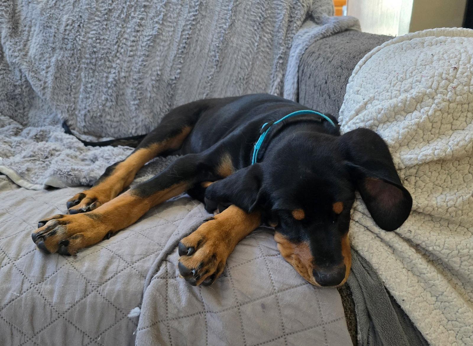 Enlarge Chase, a Adoptable mixed breed in Minneapolis, MN image 2/3