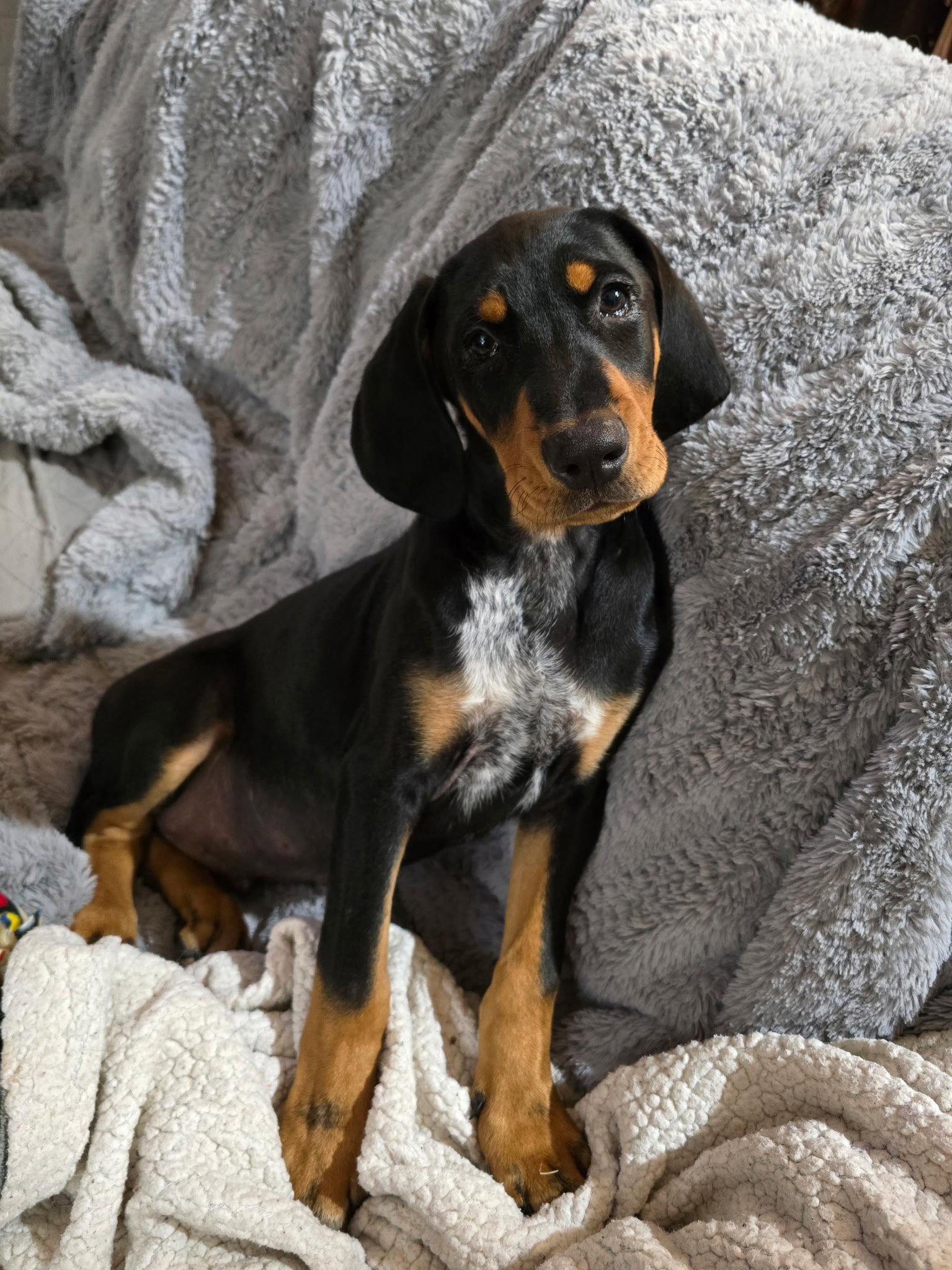 Enlarge Chase, a Adoptable mixed breed in Minneapolis, MN image 3/3