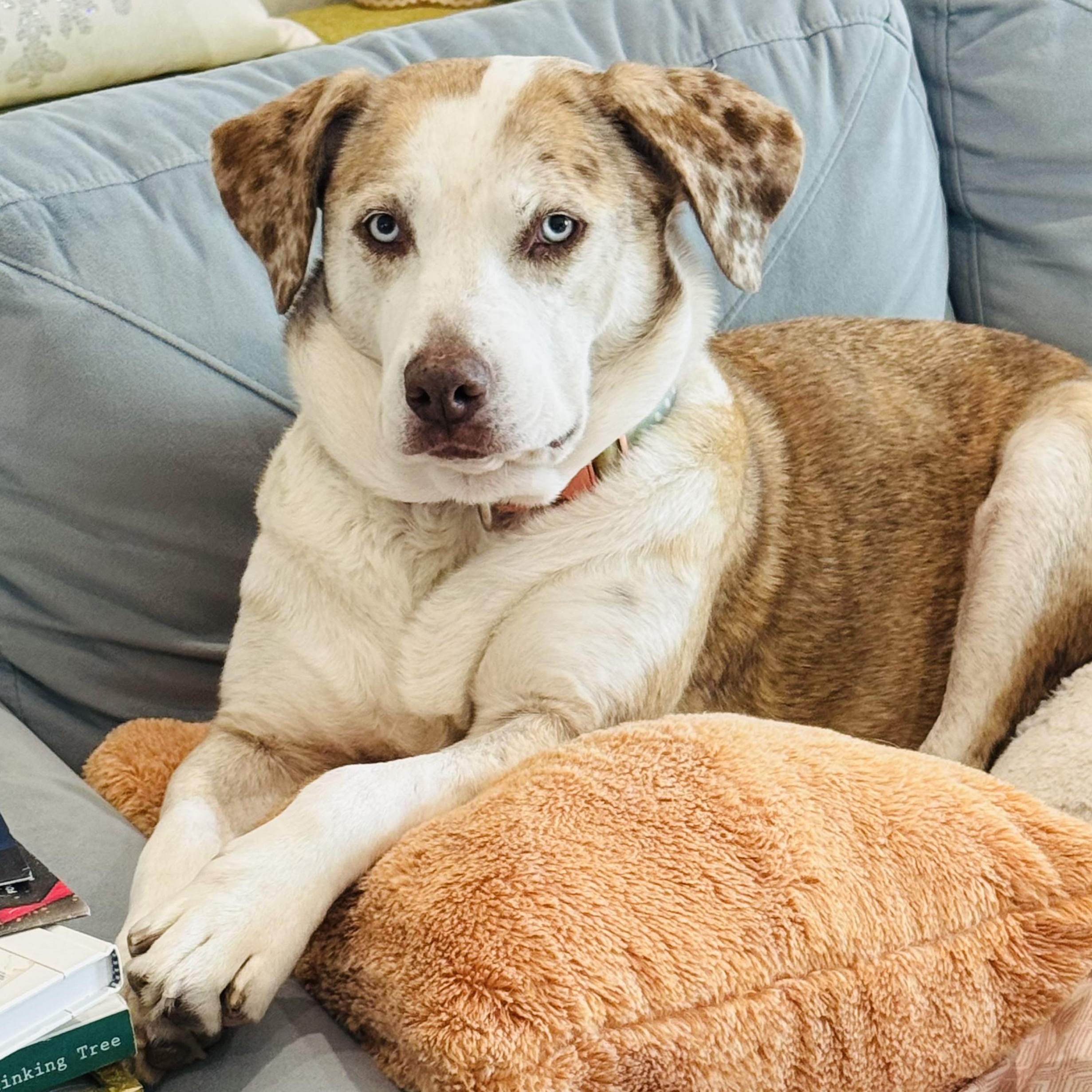 Enlarge Lee Lu, a ADOPTABLE mixed breed in Krum, TX image 1/6
