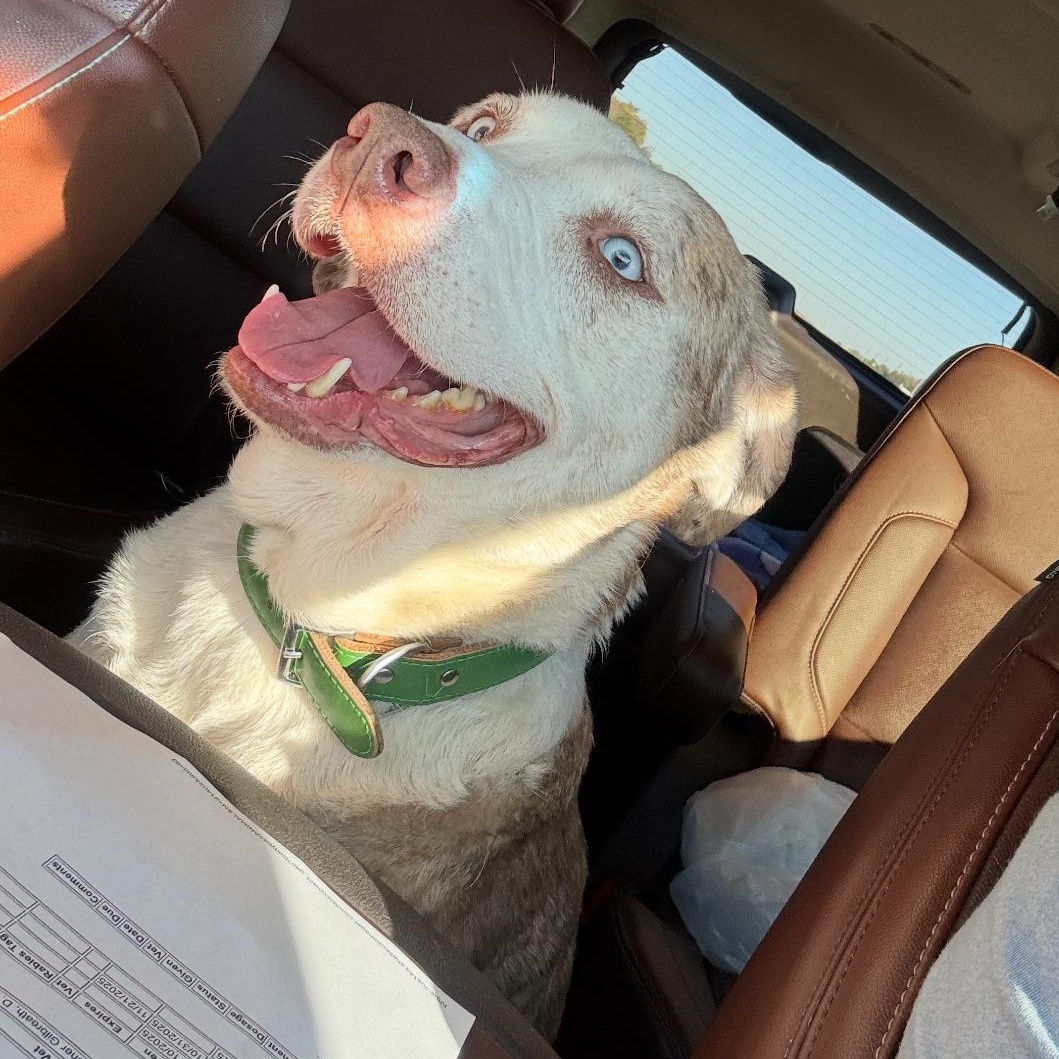 Enlarge Lee Lu, a ADOPTABLE mixed breed in Krum, TX image 5/6