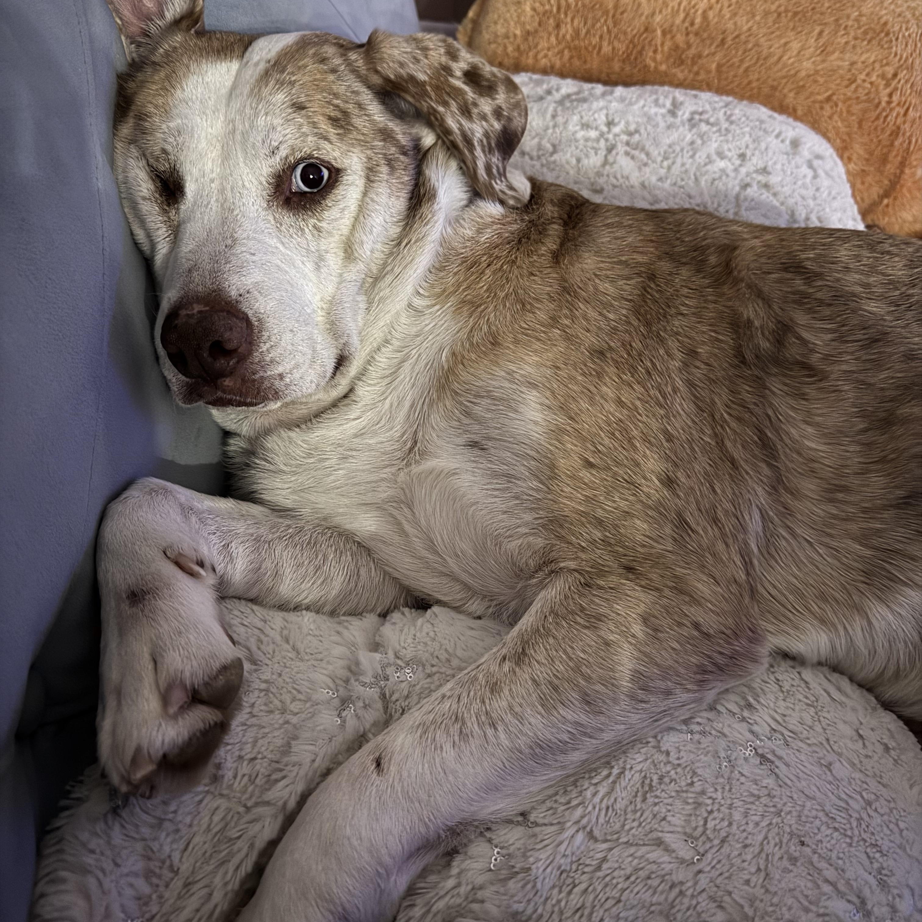 Enlarge Lee Lu, a ADOPTABLE mixed breed in Krum, TX image 2/6