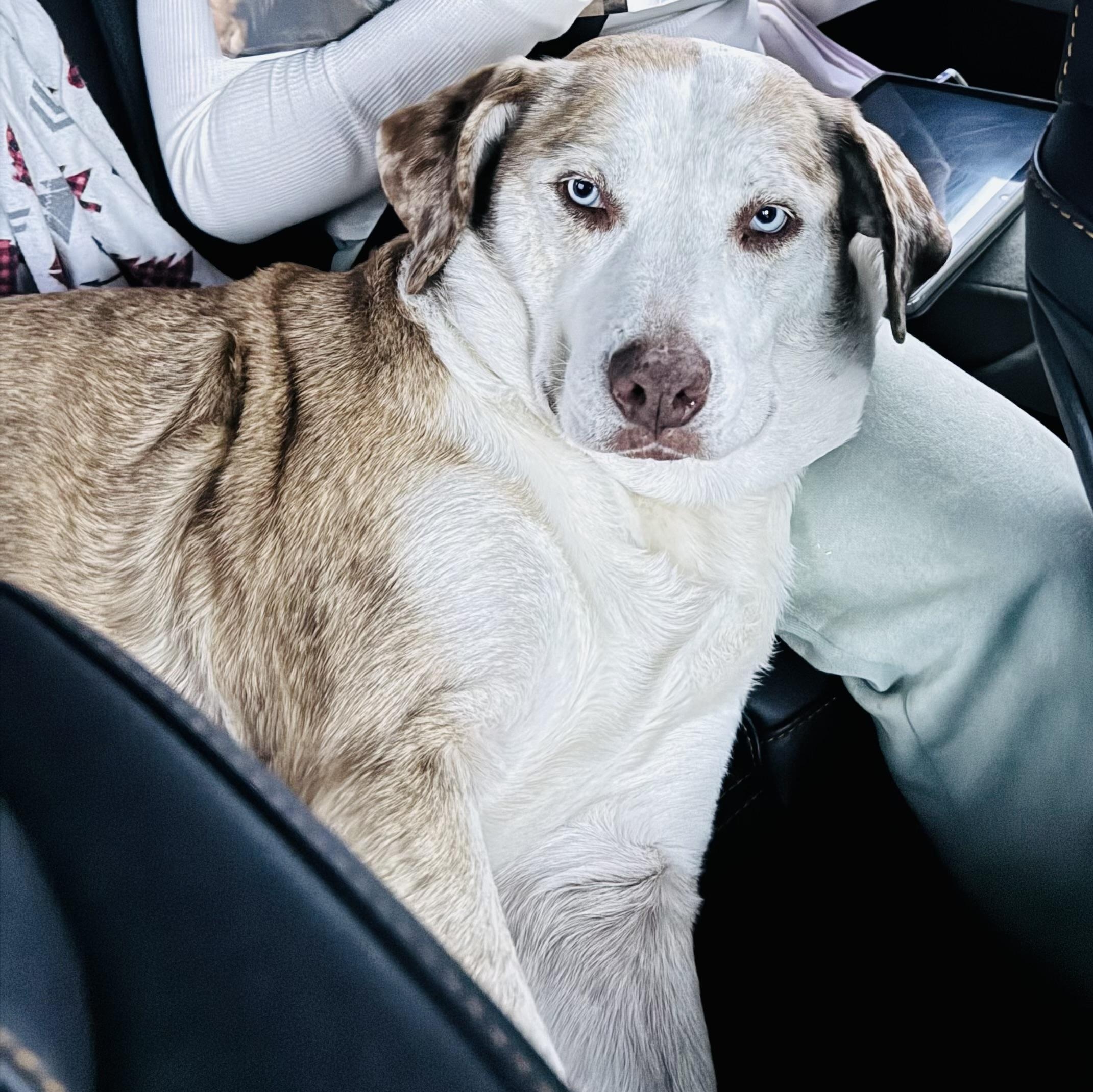 Enlarge Lee Lu, a ADOPTABLE mixed breed in Krum, TX image 4/6