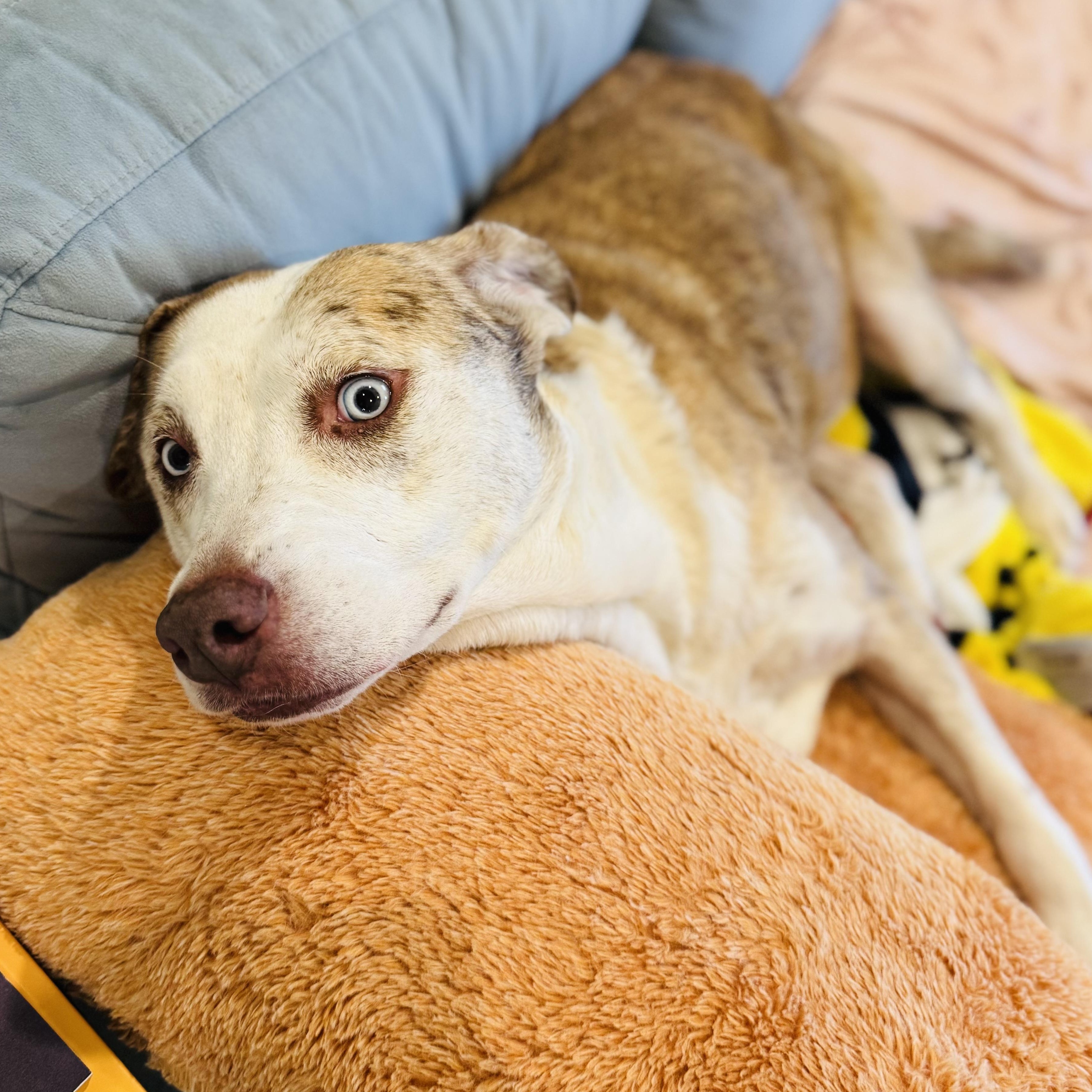 Enlarge Lee Lu, a ADOPTABLE mixed breed in Krum, TX image 3/6