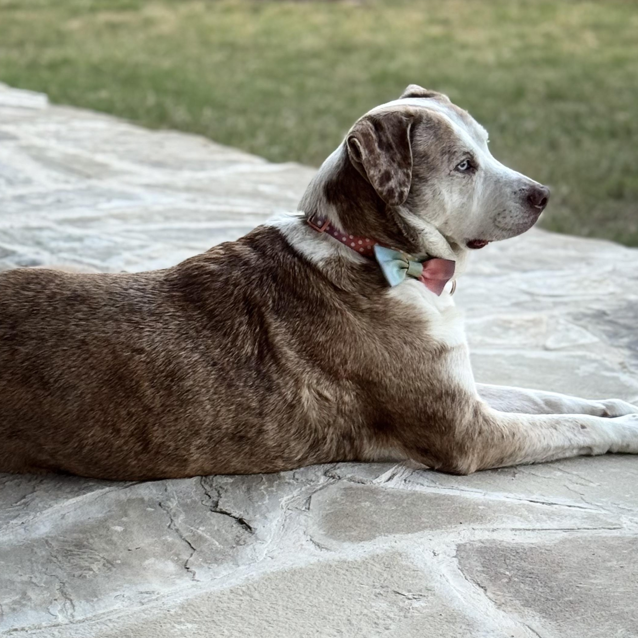 Enlarge Lee Lu, a ADOPTABLE mixed breed in Krum, TX image 6/6